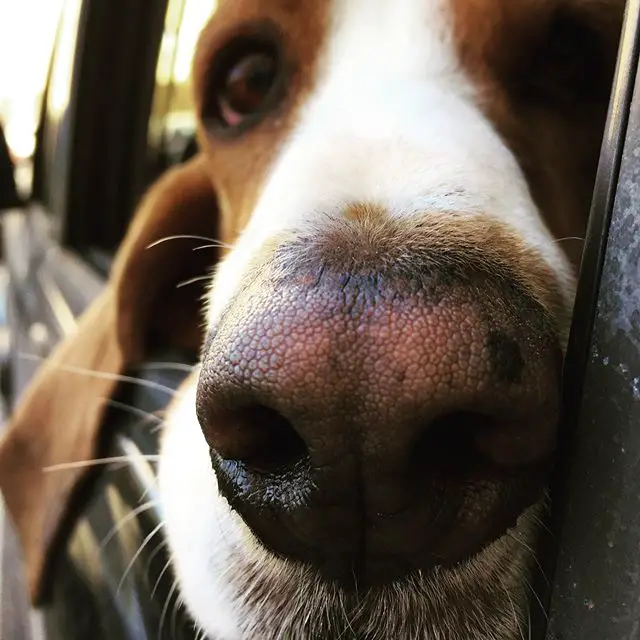 A Basset Hound riding inside the car with its head on top of the car window