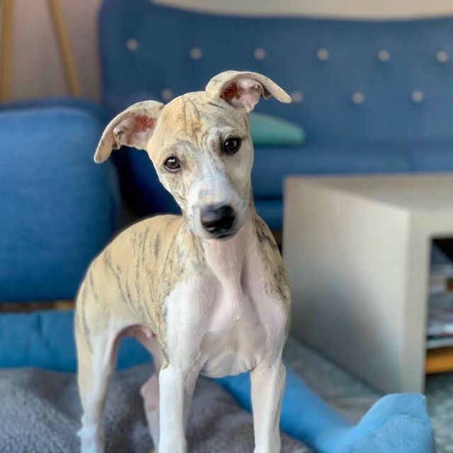 A Greyhound standing on top of the couch