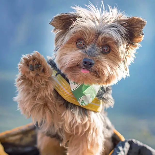 Yorkshire Terrier raising its paw while sticking its small tongue out
