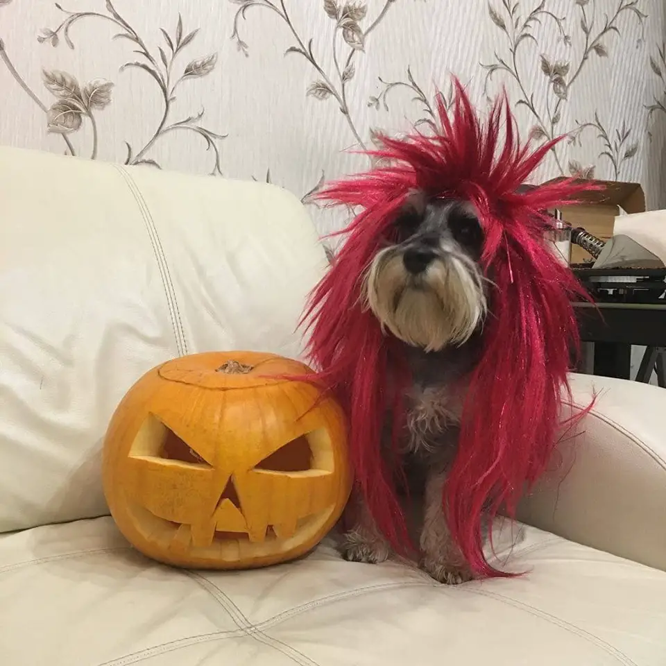 A Schnauzer wearing a red punk wig while sitting on the couch next to halloween pumpkin