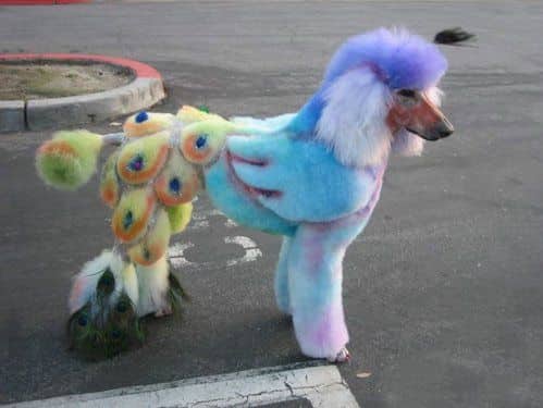 Poodle in flamingo hairstyle with blue, purple, yellow, and orange colors.