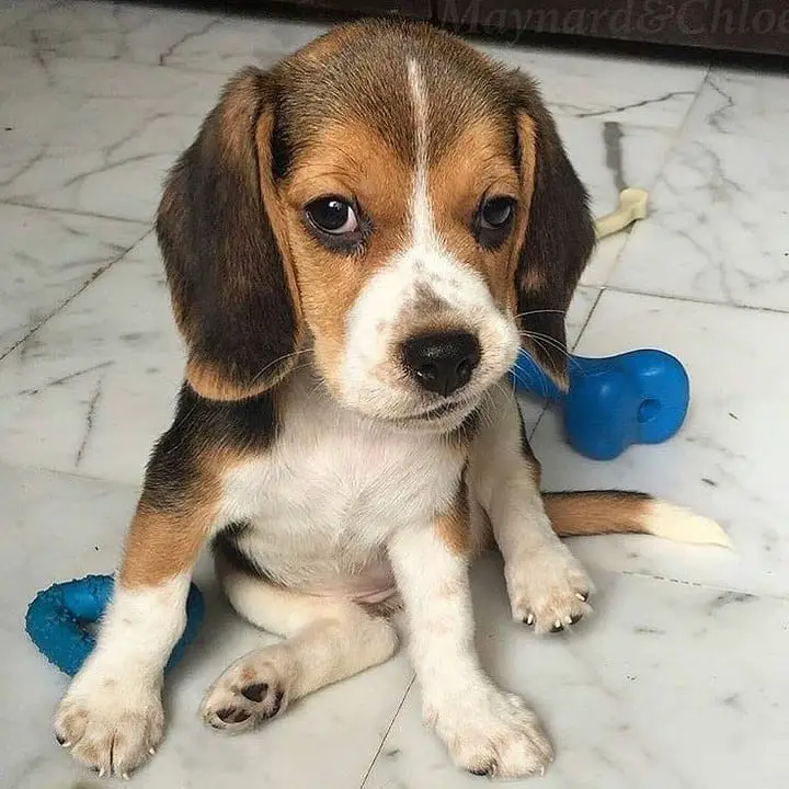 A Beagle puppy sitting on the floor with its chew toys