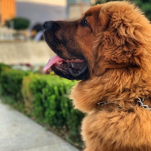 A brown Tibetan Mastif sitting on the pavement pathway