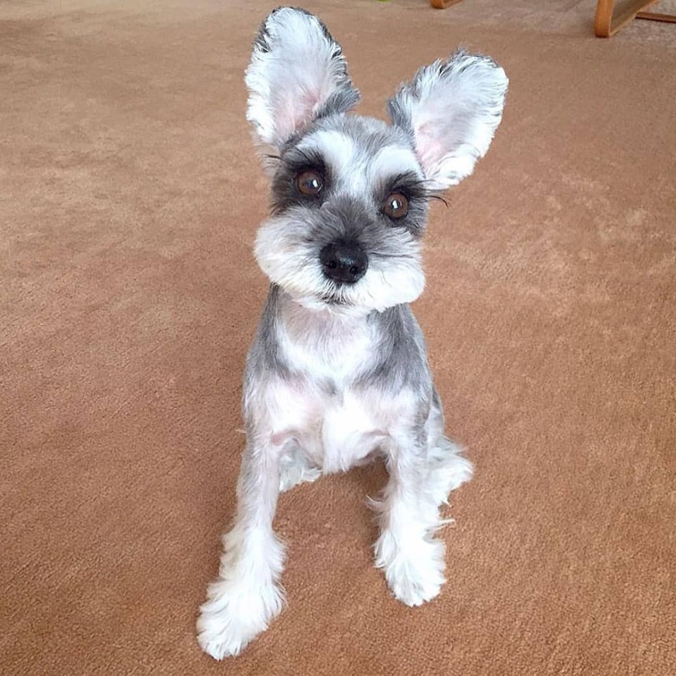 A Schnauzer puppy sitting on the floor