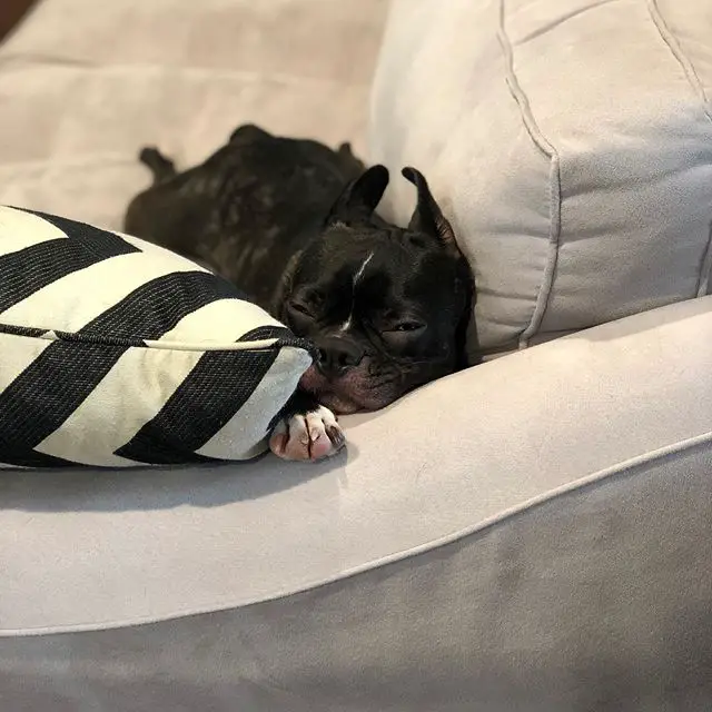 A Boston Terrier lying on the couch with its sleepy face