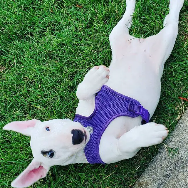 A Bull Terrier puppy lying on the grass