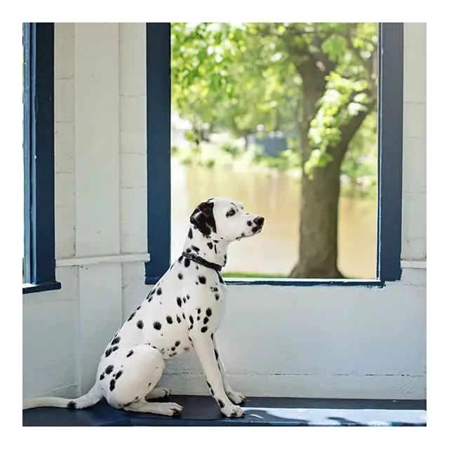 A Dalmatian sitting sideways by the window