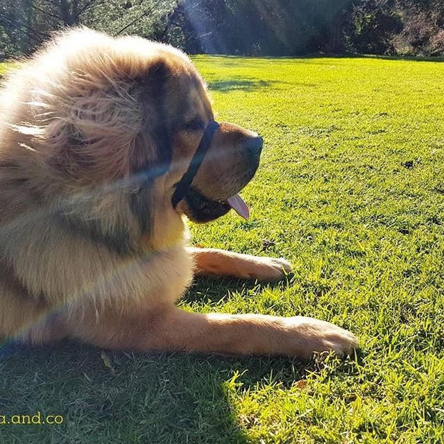 A Tibetan Mastif lying on the grass under the sun