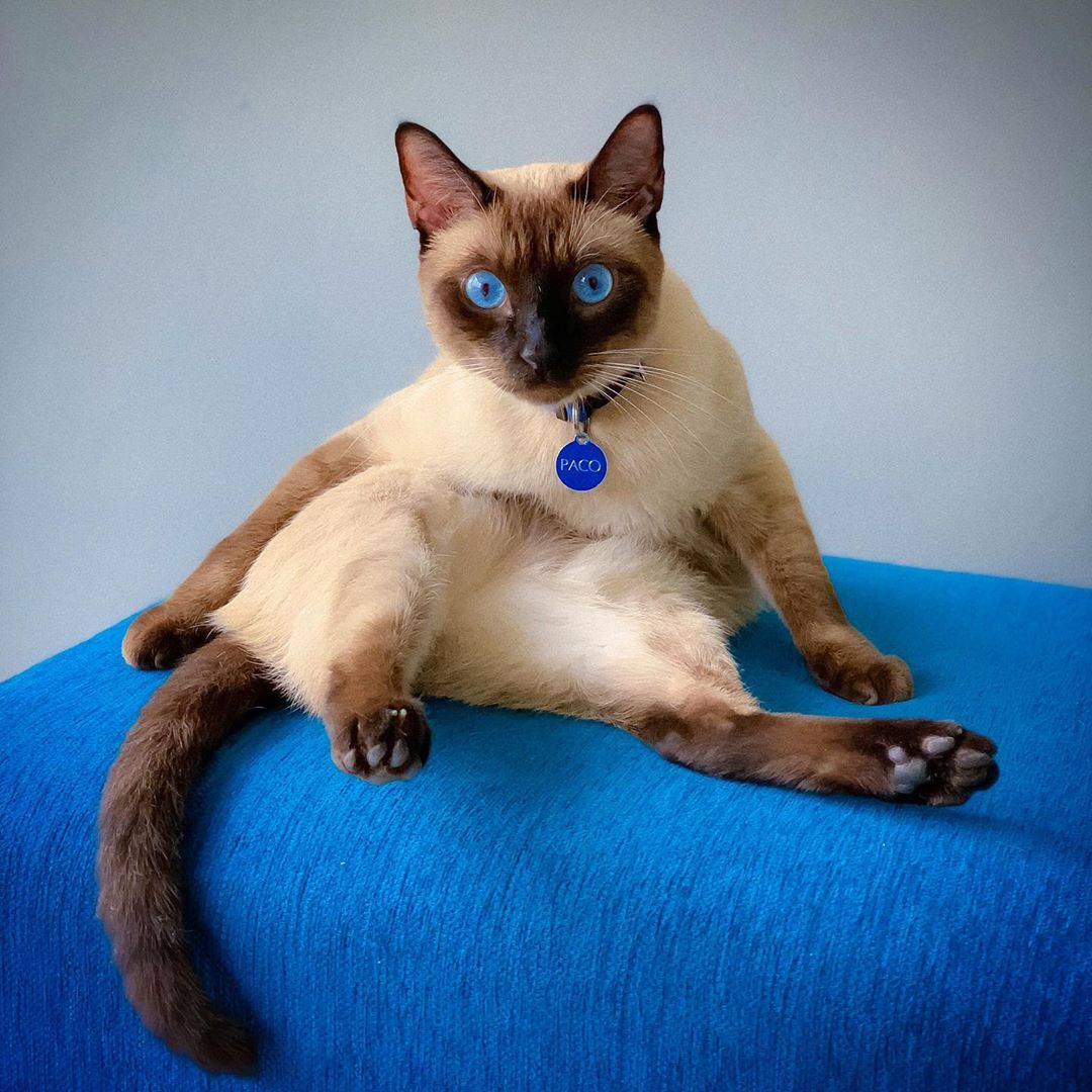 Siamese Cat sitting on the blue couch