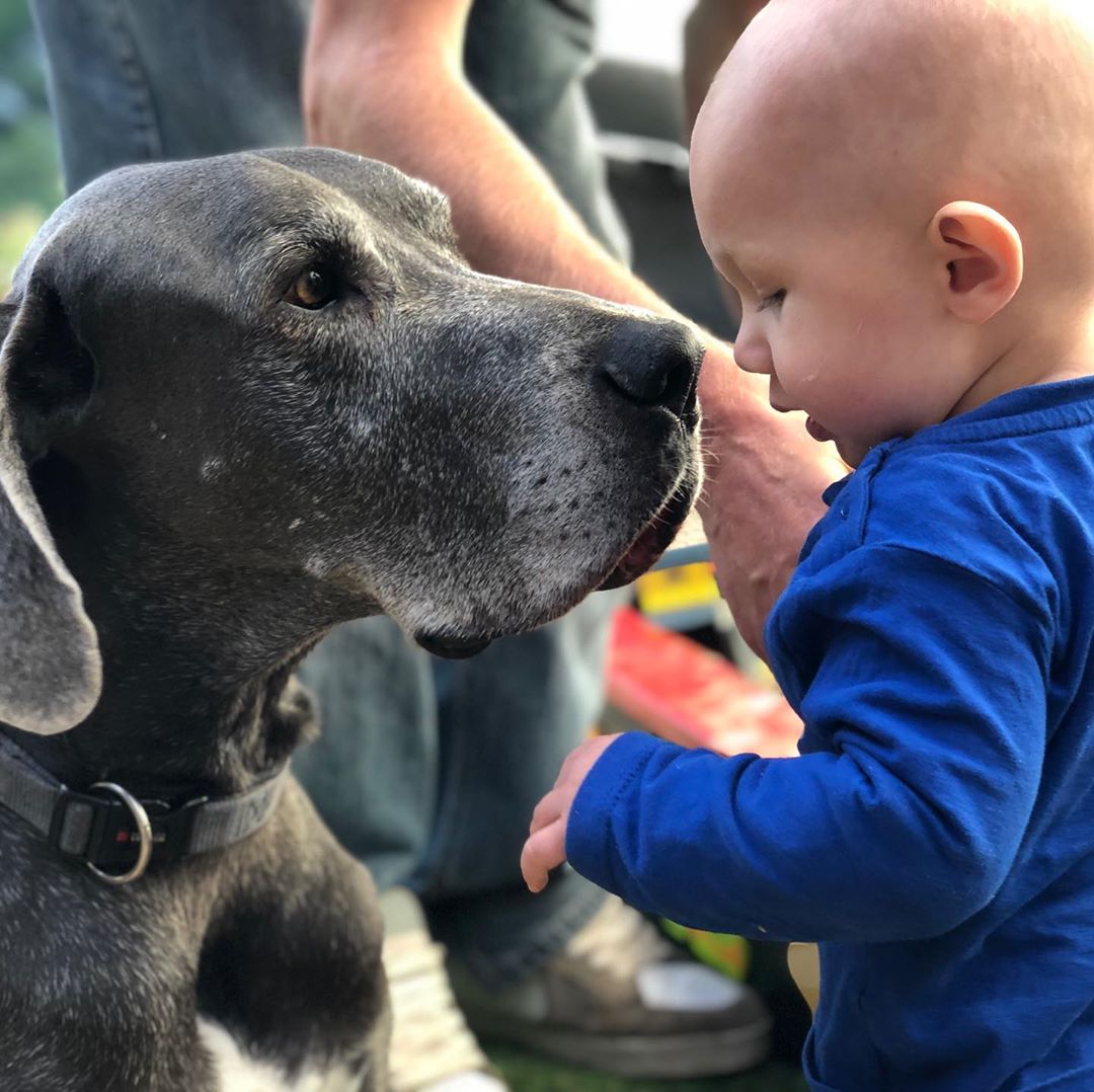 a black Great Dane smelling the kid standing in front of him