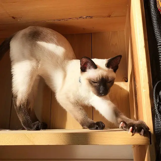 Siamese Cat stretching inside the wooden shelve