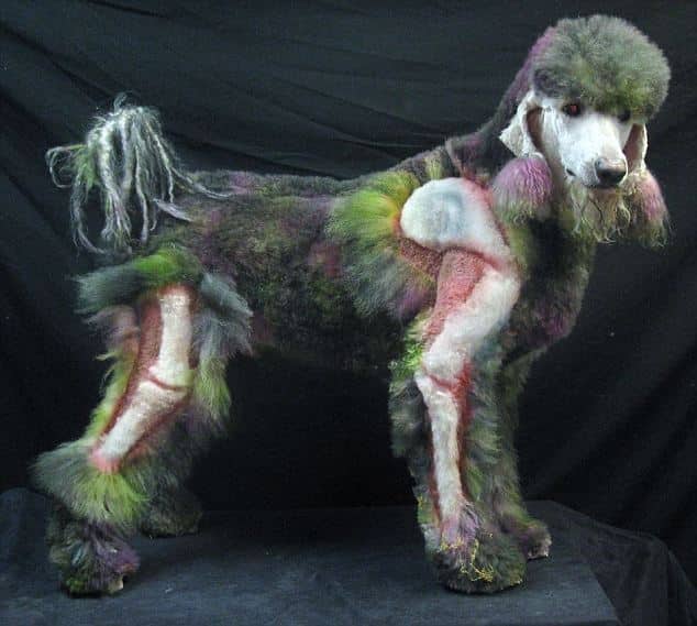 Poodle in zombie hairstyle standing on top of a table with black fabric background