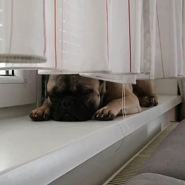 French Bulldog in the countertop sleeping behind the curtain