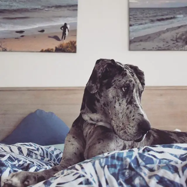 A Great Dane lying on the bed
