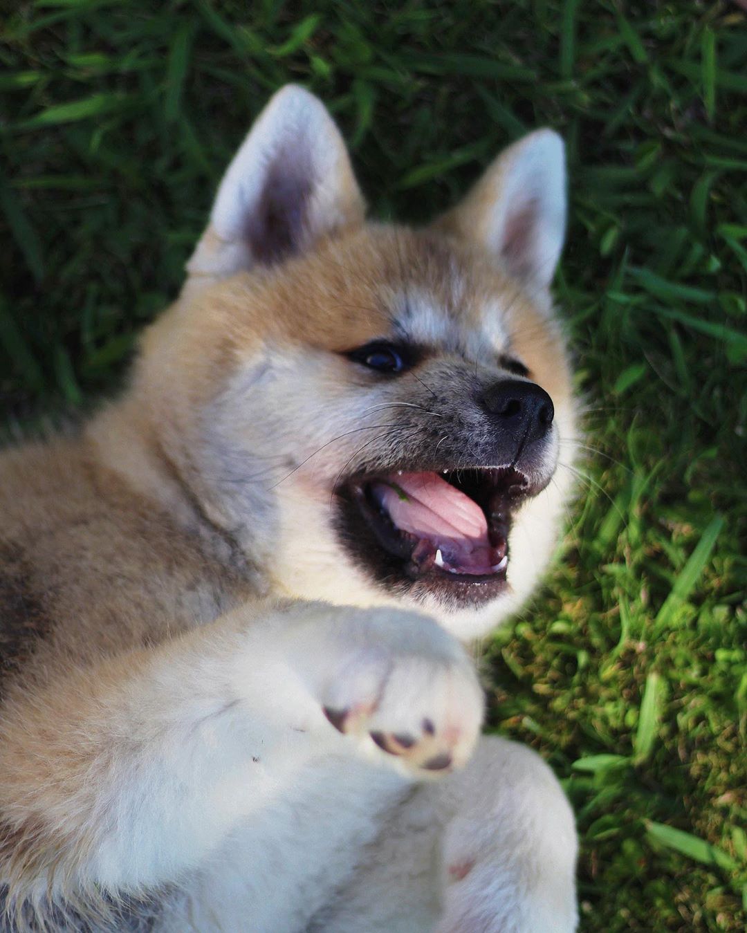 An Akita Inu lying on the grass with its mouth open