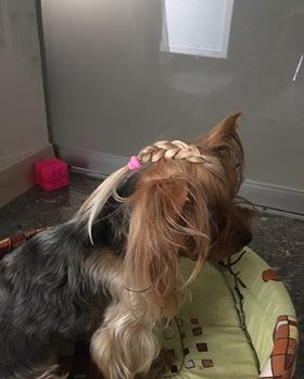 Yorkshire Terrier with braided hair on top of its head
