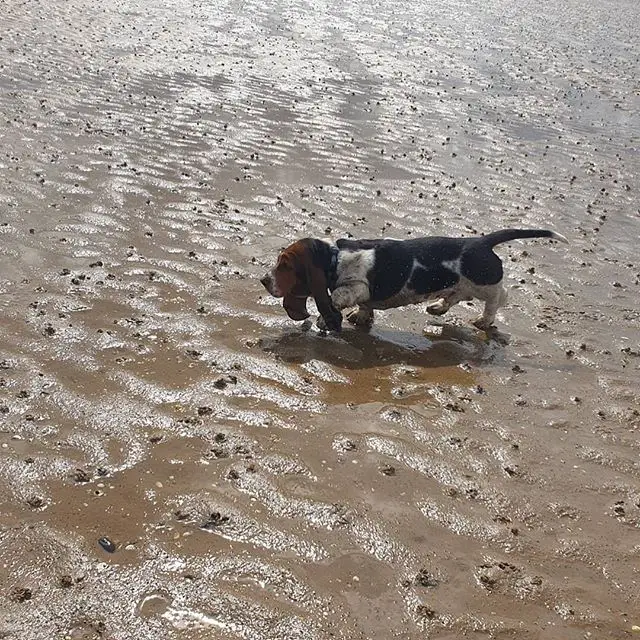 A Basset Hound walking in the wet sand at the beach