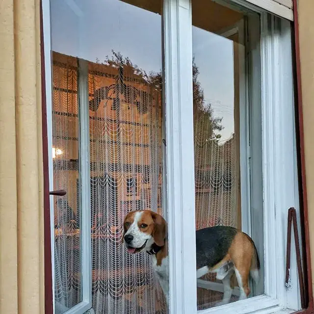 A Beagle standing by the window