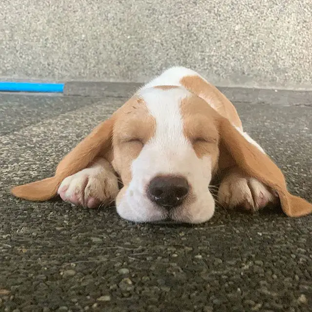 A Beagle puppy sleeping on the floor