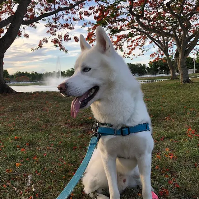A Siberian Husky sitting on the grass while looking sideways