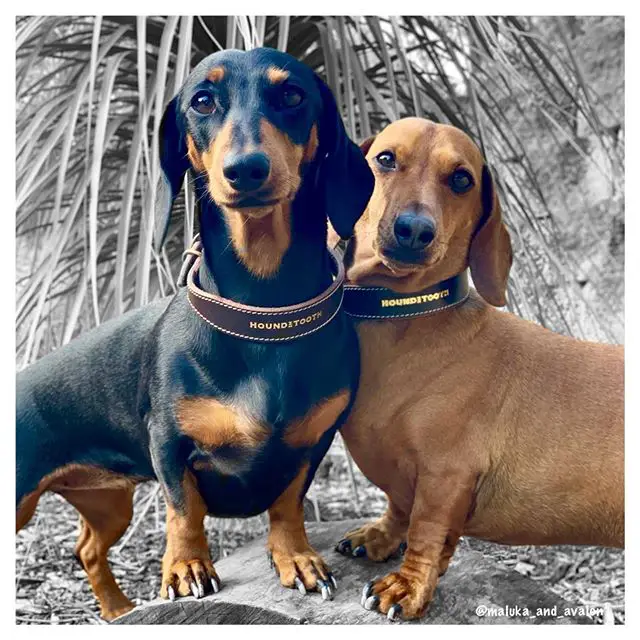 two Dachshunds standing next to each other in the garden