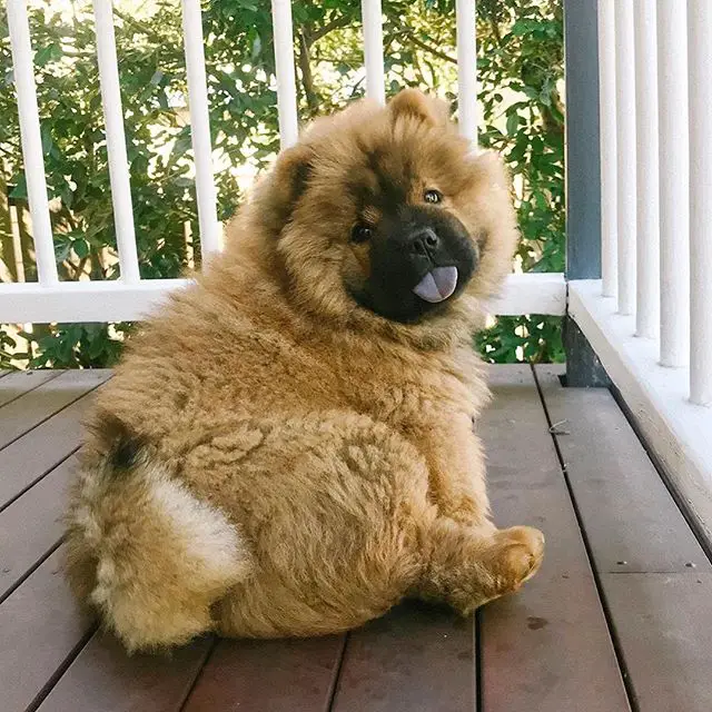 Chow Chow sitting in the balcony while looking back with its tongue sticking out