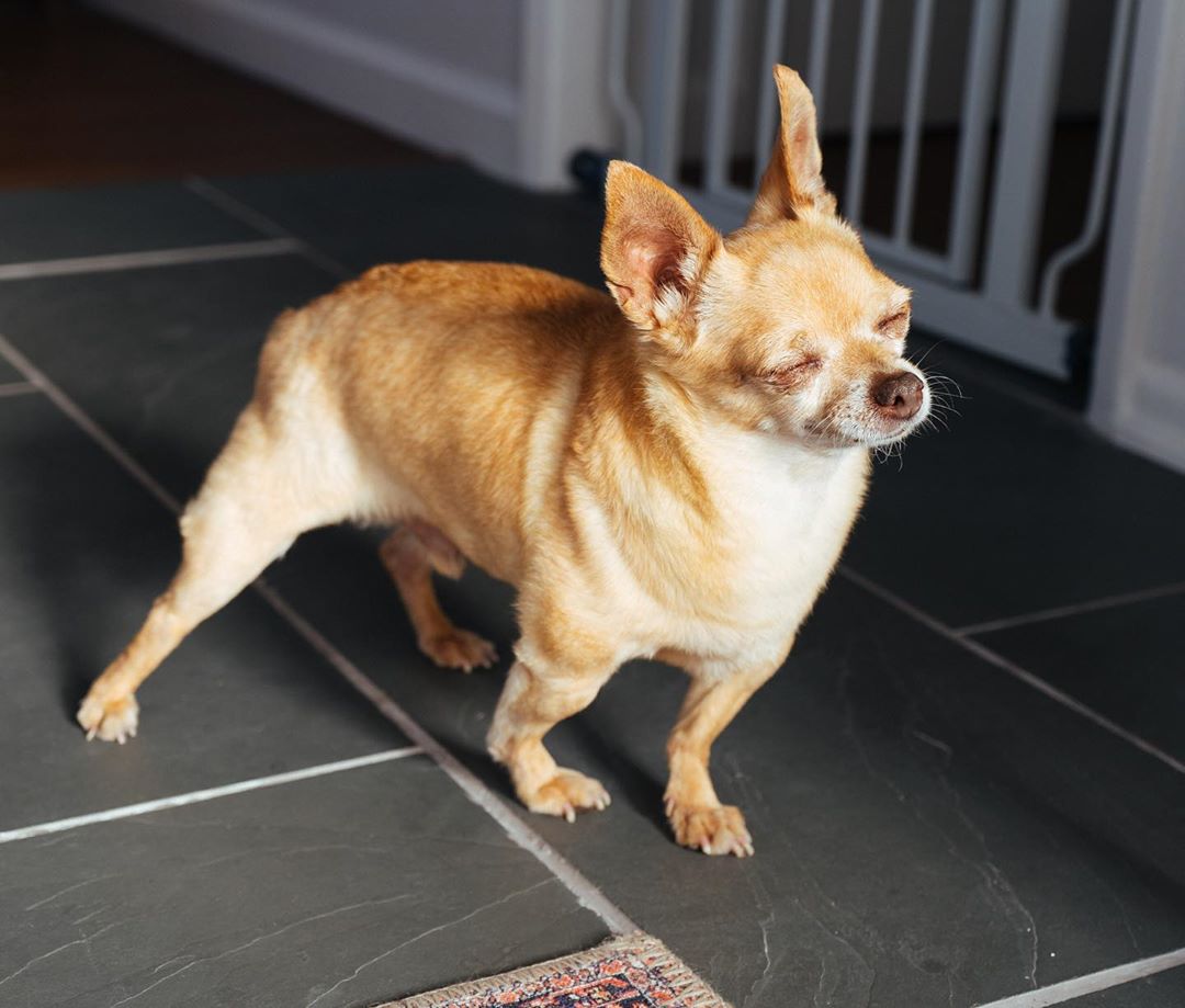 A Chihuahua standing on the floor while closing its eyes under the sunlight
