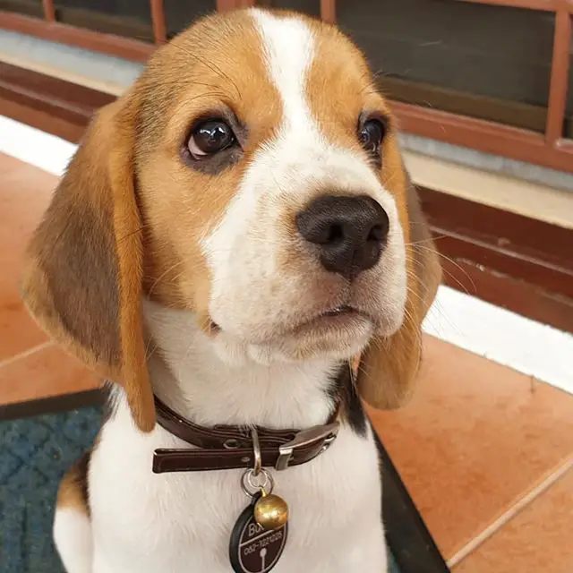 A Beagle puppy sitting on the carpet