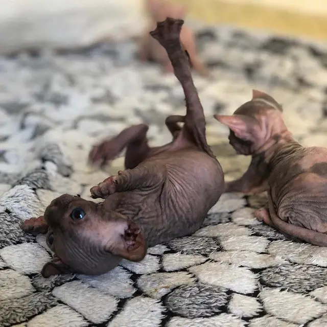 two Sphynx kitten lying on the blanket with its leg stretched out