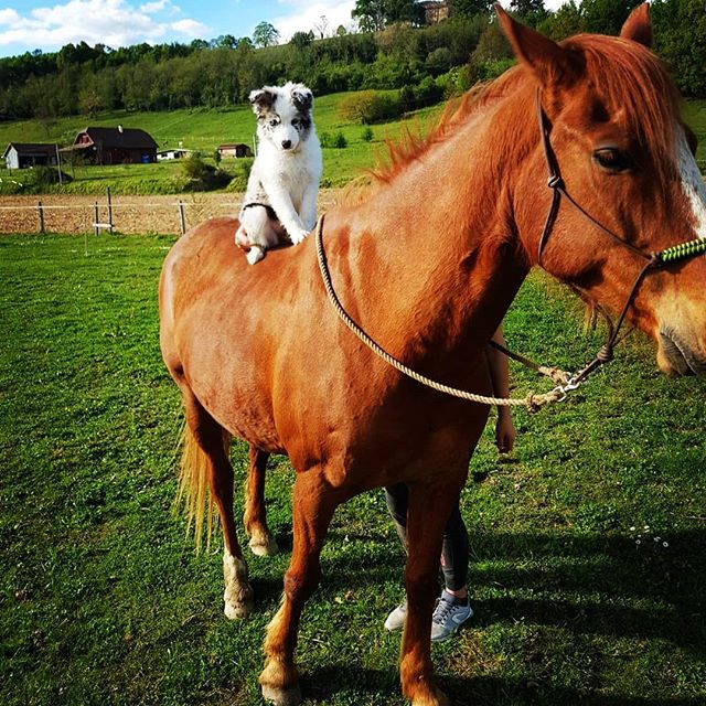 Border Collie puppy sitting on top of the back of horse