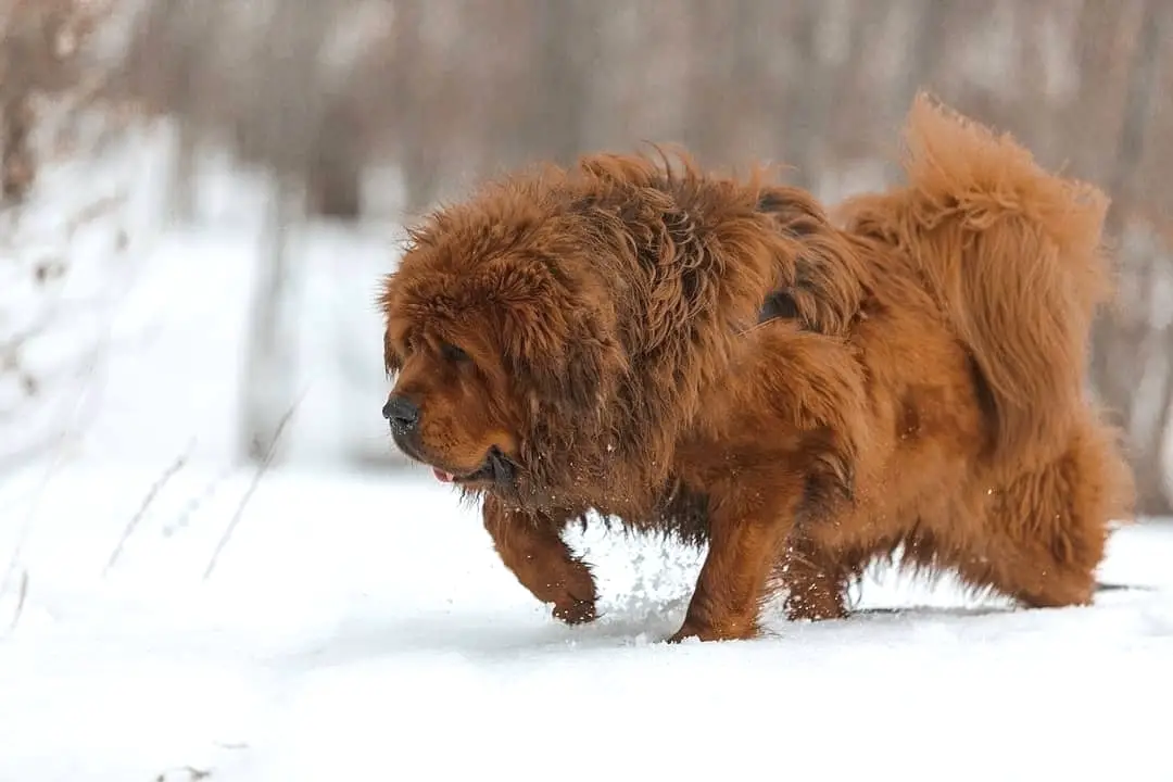 A red Tibetan Mastif running in snow