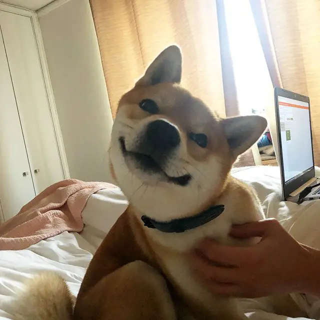 A Shiba Inu sitting on the bed while adorably smiling and tilting its head