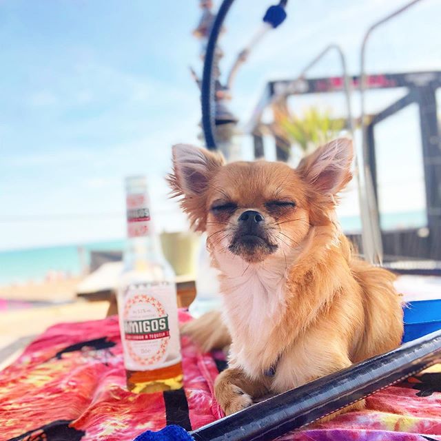 A Chihuahua lying on top of the table next to a bottled drink at the beach