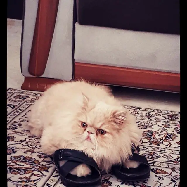 A Persian Cat lying on the floor with its two front legs are wearing slippers