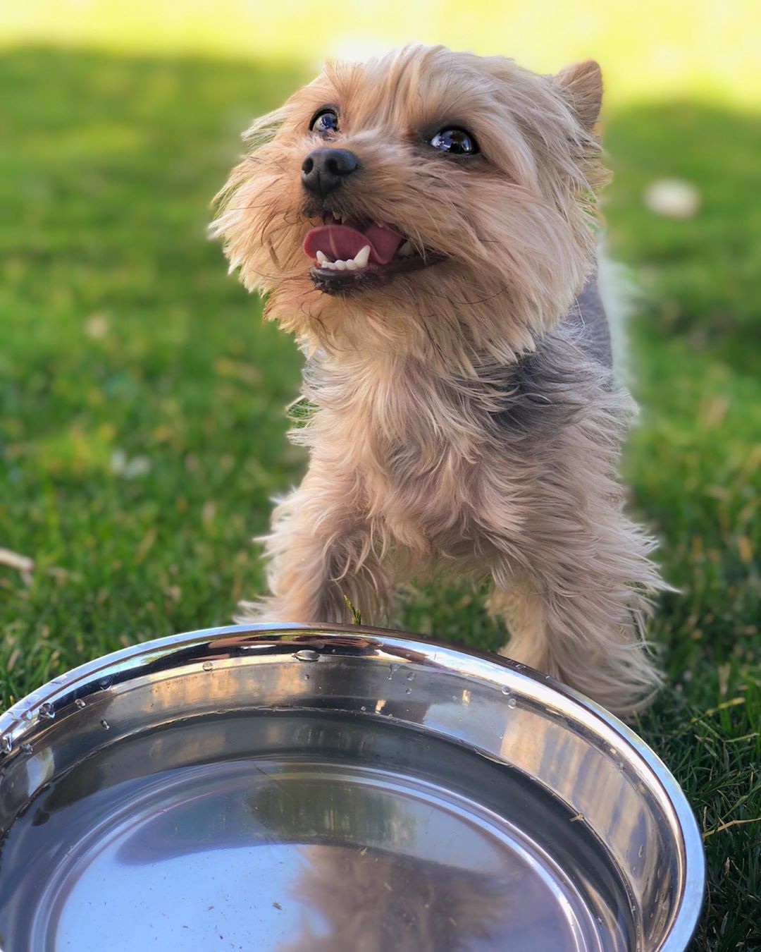 Yorkshire Terrier standing in front of a stainless bowl full of water in the yard