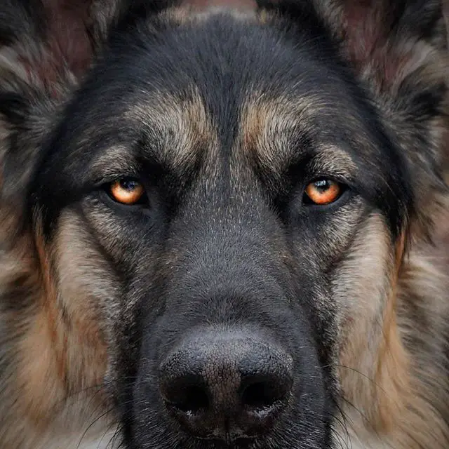 close up furious face of a German Shepherd