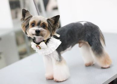 Yorkshire Terrier with short hair on its ears and closely shaved body while leaning its legs fluffy