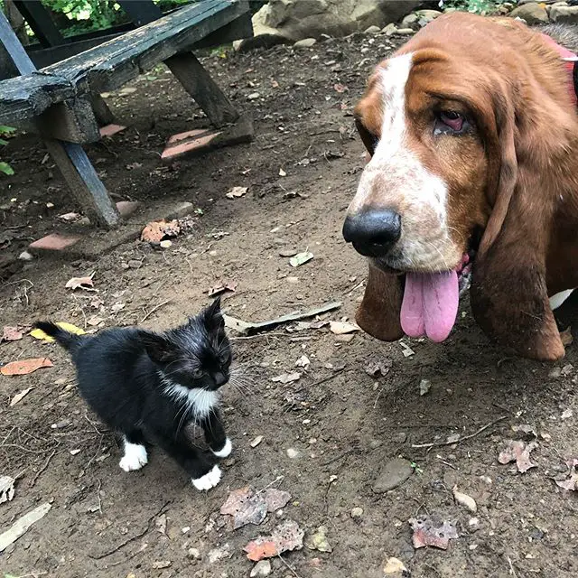 A Basset Hound standing on the ground with a cat in front of him