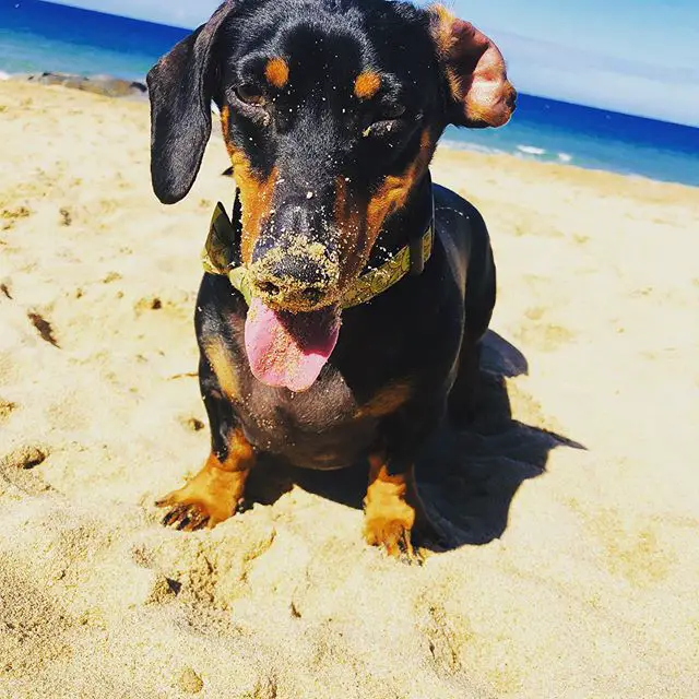 A Dachshund sitting in the sand at the beach