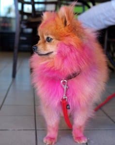 A Pomeranian with pink and purple fur color standing on the floor