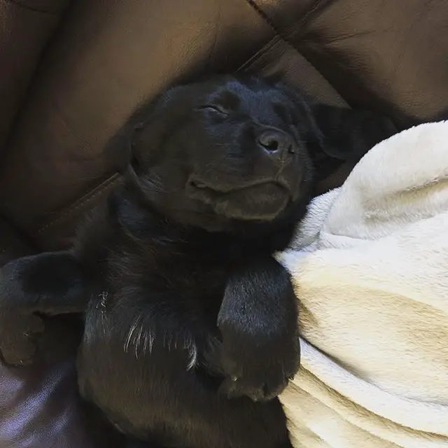A black Labrador puppy sleeping soundly on the couch