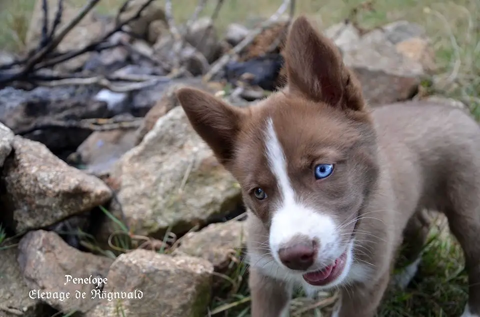 A Siberian Husky puppy on the rocks in the yard