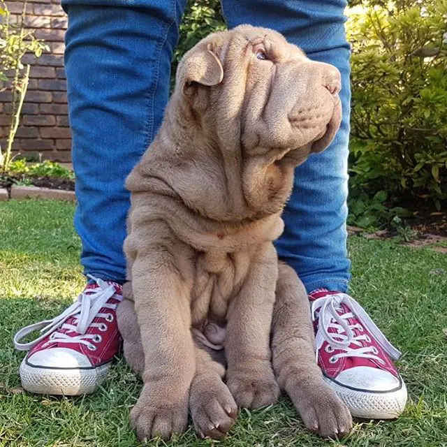 Shar-Pei sitting on the green grass in between the legs of its owner