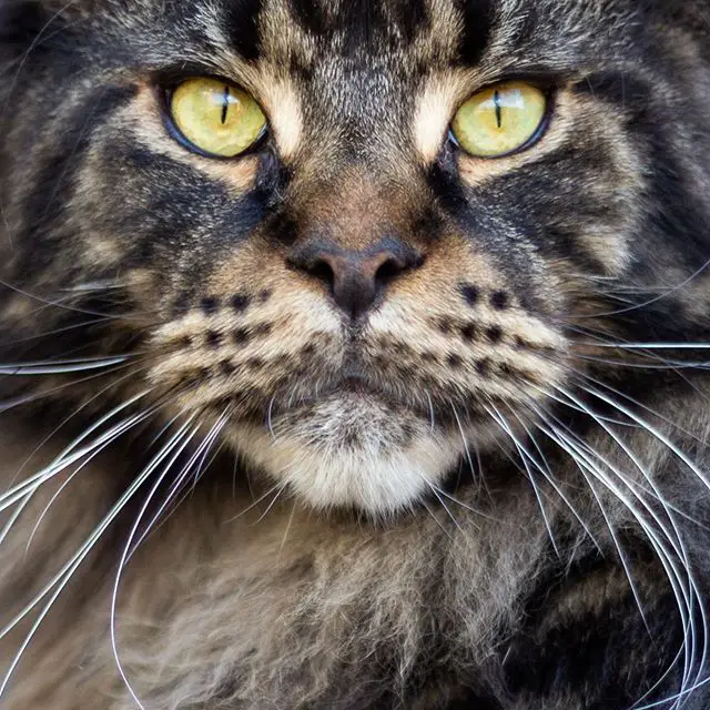 Maine Coon in tabby black and white coat type