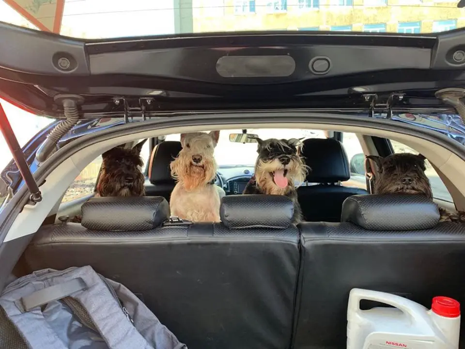 four happy Schnauzers sitting in the backseat
