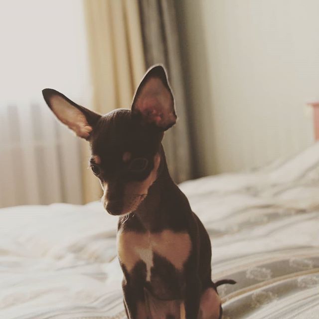 A Toy Fox Terrier sitting on the bed