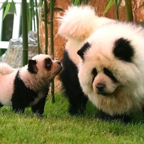 panda Chow Chow adult and puppy