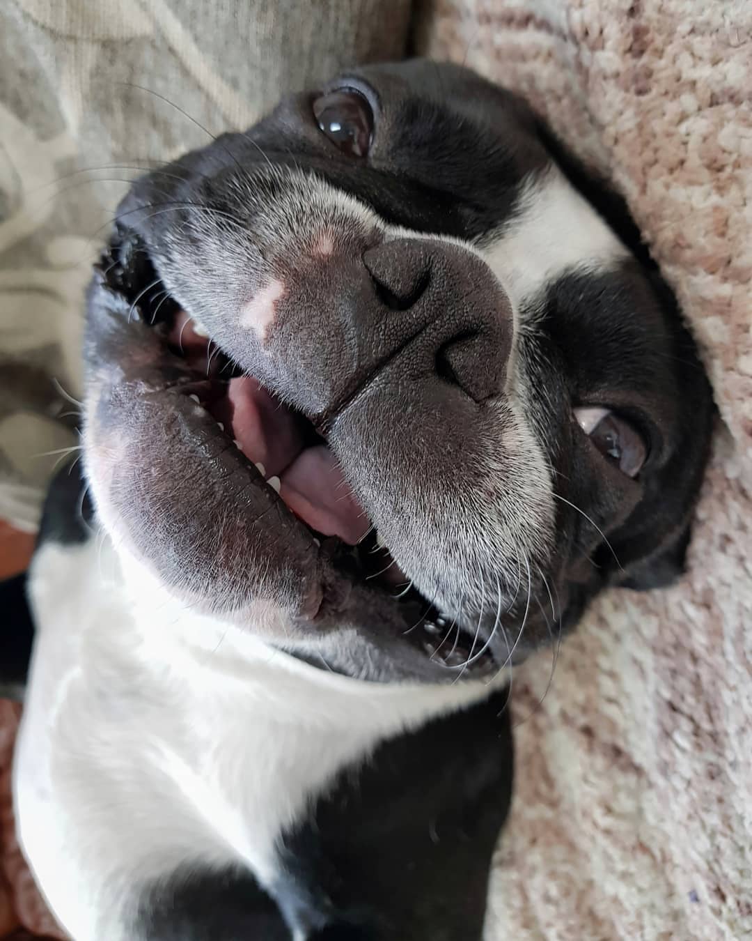 A Boston Terrier lying on the bed while smiling