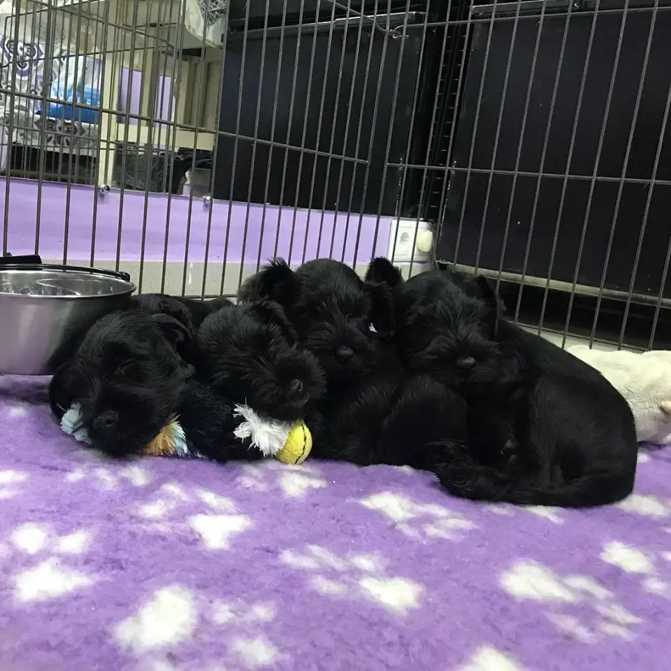 black Schnauzer puppies aligned sleeping altogether