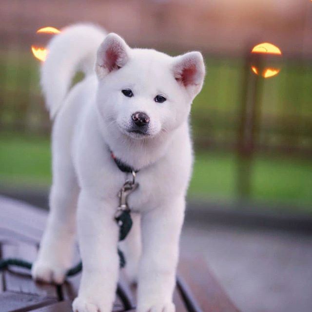 white Akita Inu puppy standing on top of the bench at the park